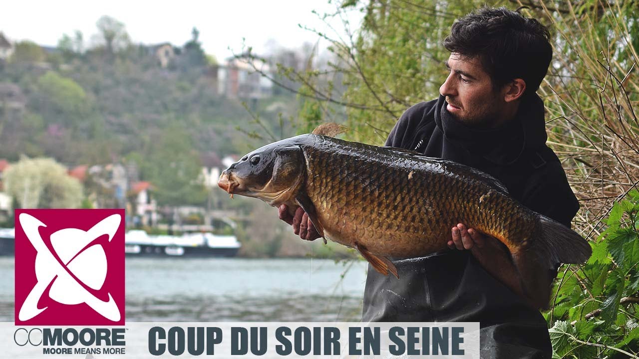 Coup du soir en Seine, pêche de la carpe - CCMoore France