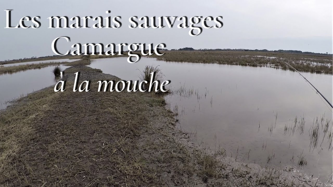 Pêche de la carpe à la mouche dans les marais sauvages de la Camargue ( Carp on fly)