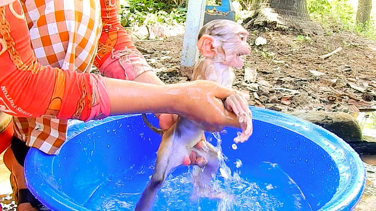 Baby Monkey Elon doesn't want to bathe today