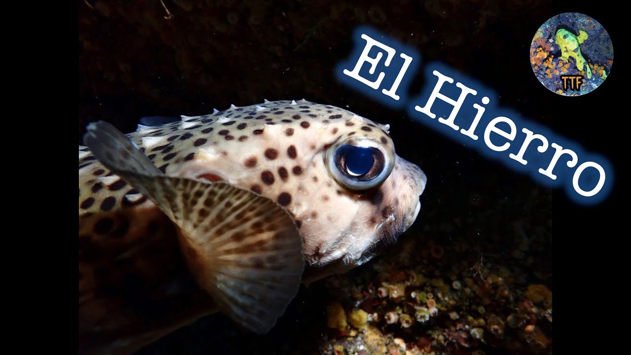 Diving El Hierro - Canary Islands