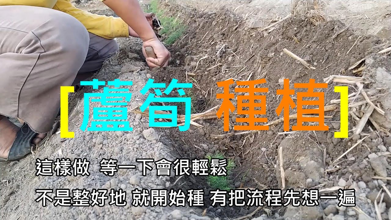 [造園趣]07_1 蘆筍種植 完整細節 簡化流程 連日後蘆筍減少覆土量 也一併考慮進去 真不足土量 也預留了後路...