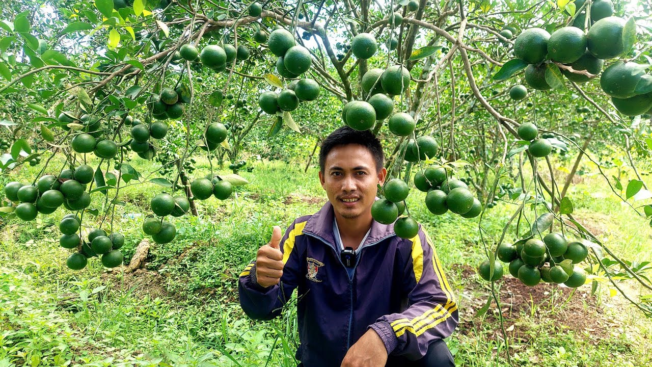 INSPIRASI SUKSES PETANI MUDA KOTA TARAKAN KALIMANTAN UTARA - PUPUK LANCAR SETELAH SEMPAT VIRAL!
