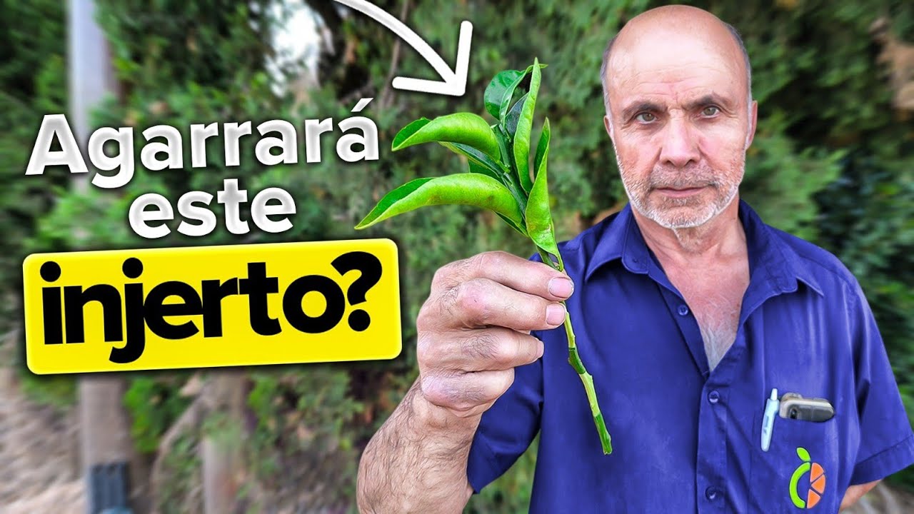 C&oacute;mo INJERTAR un NARANJO paso a paso 🍊
