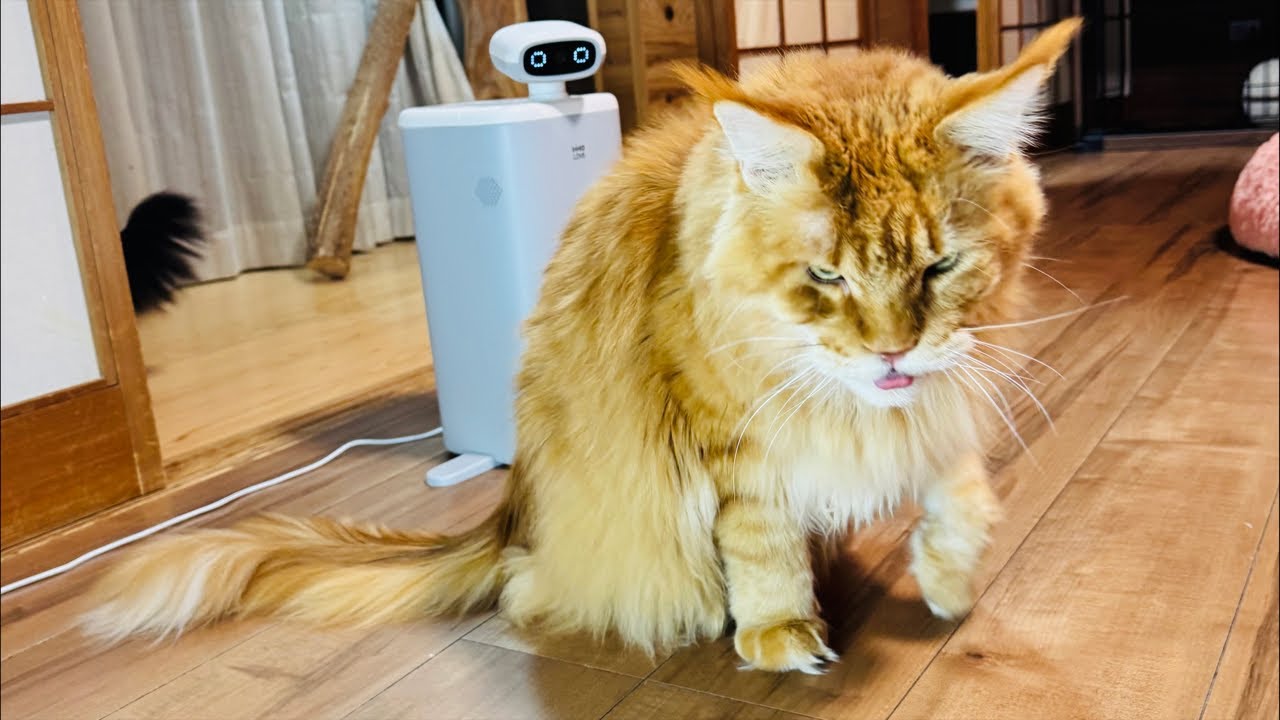 よりパパ【しゃあ猫団 ch.】 がライブ配信中！