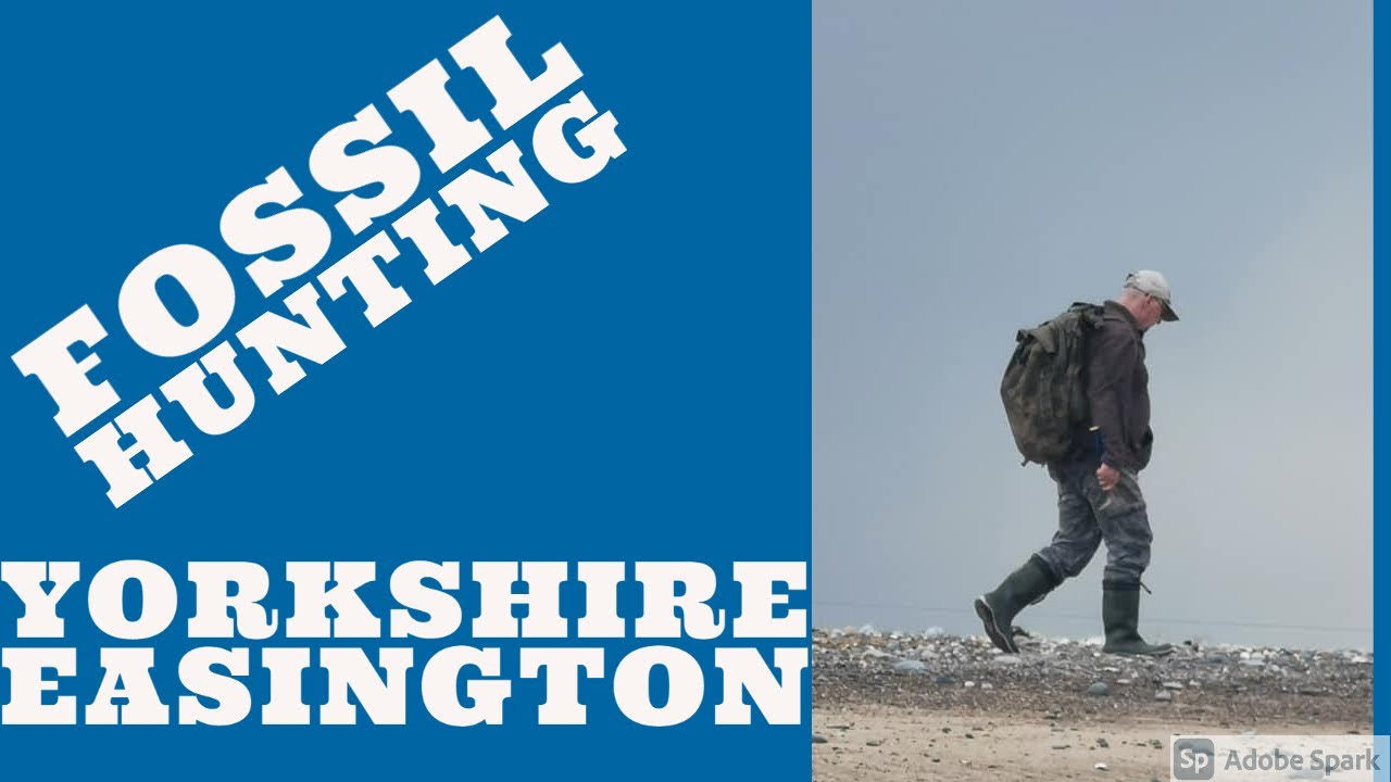 Fossil hunting Yorkshire, Easington.