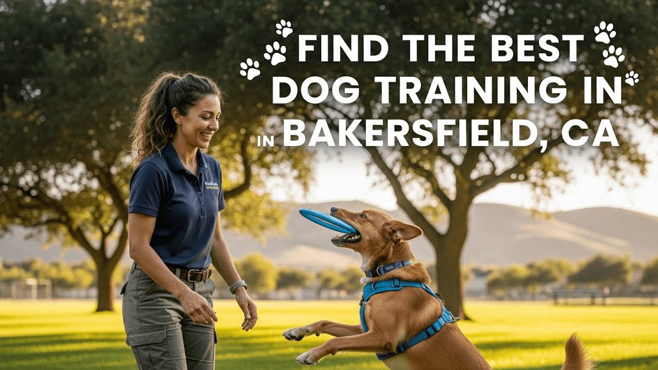 Find the Best Dog Training in Bakersfield California