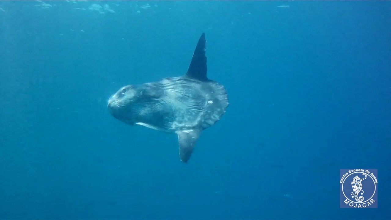 Scuba Diving in Spain, Andalusia, Mojacar