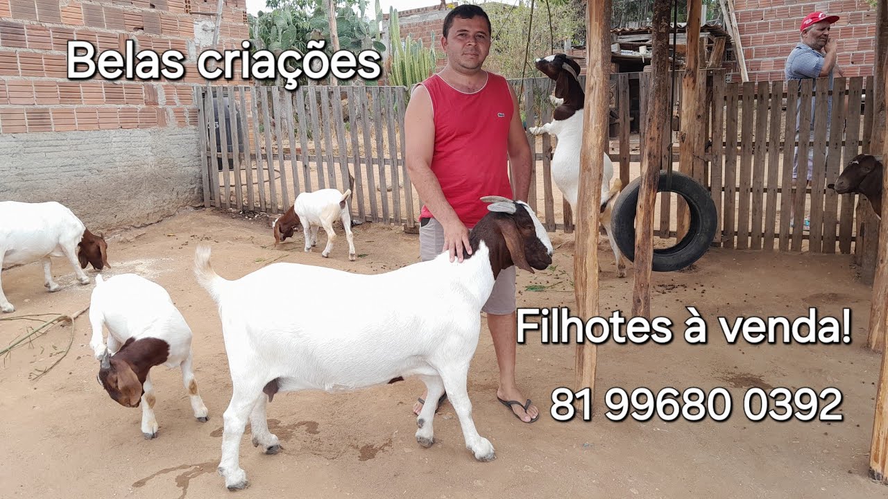 Fui visitar o Capril Diamante do amigo Deval em Vertentes PE,Cabritos Booer à venda.81 99680 0392.