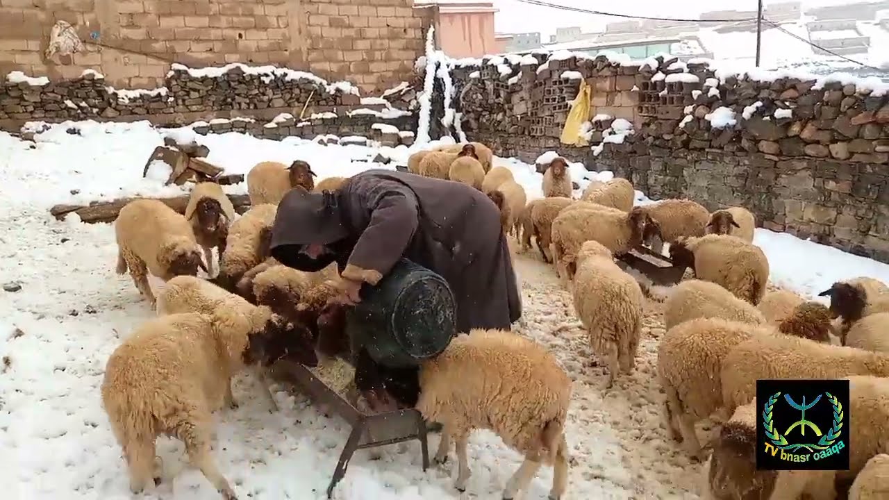 تساقطات ثلجية في تلمي على انغام اياحمام اوي بعيد للفنان اومݣيل مصطفى ayhmam awi b3id