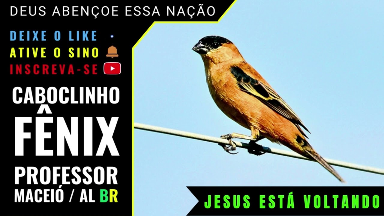 🟢 - CABOCLINHO FÊNIX PROFESSOR   MACEIÓ AL