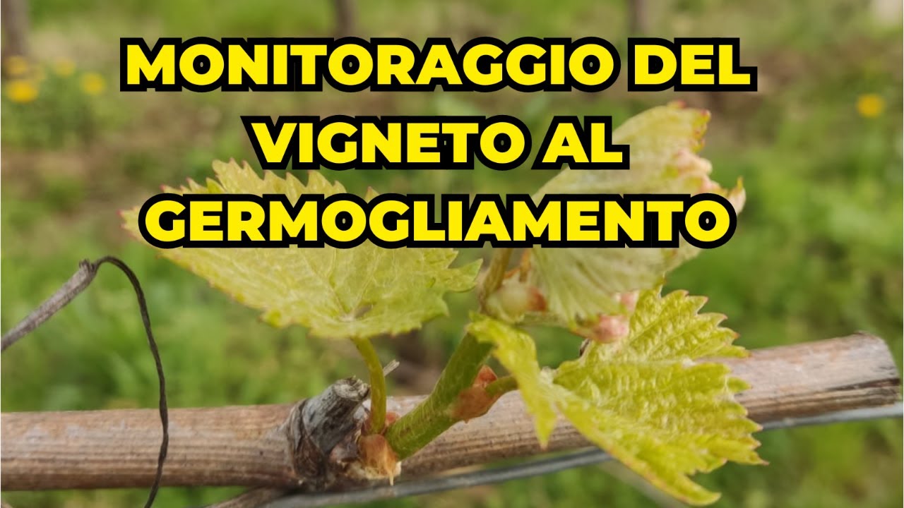 Monitoraggio del vigneto al germogliamento