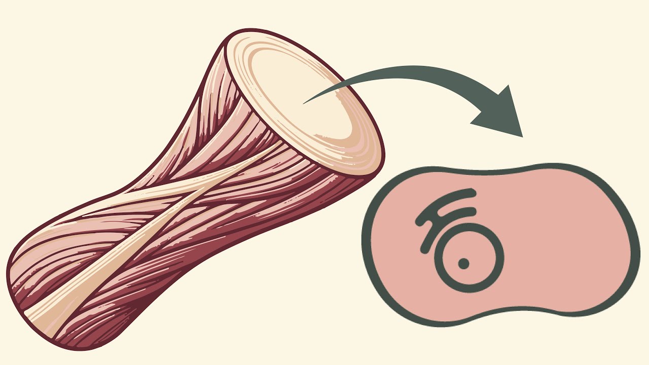 Aufbau der Sehnen - Zellenverteilung
