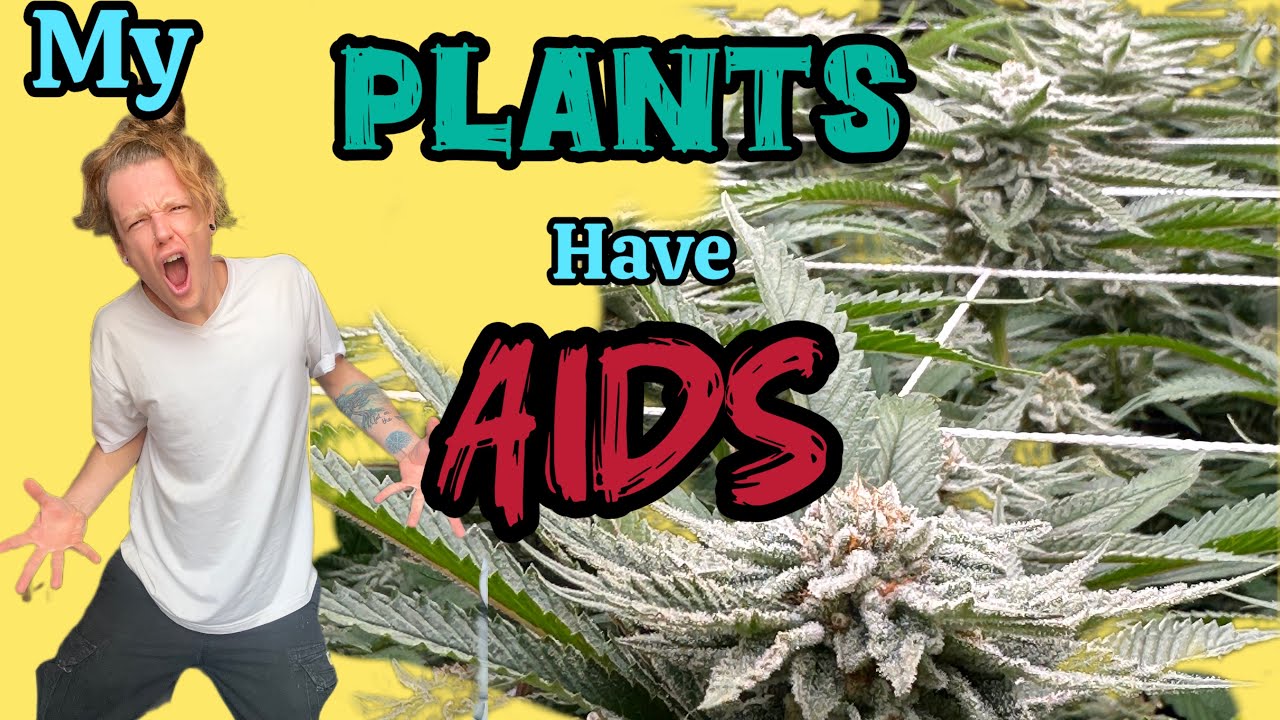 DISEASED PLANTS: (HLVD) How to identify and treat Hops latent viroid disease.
