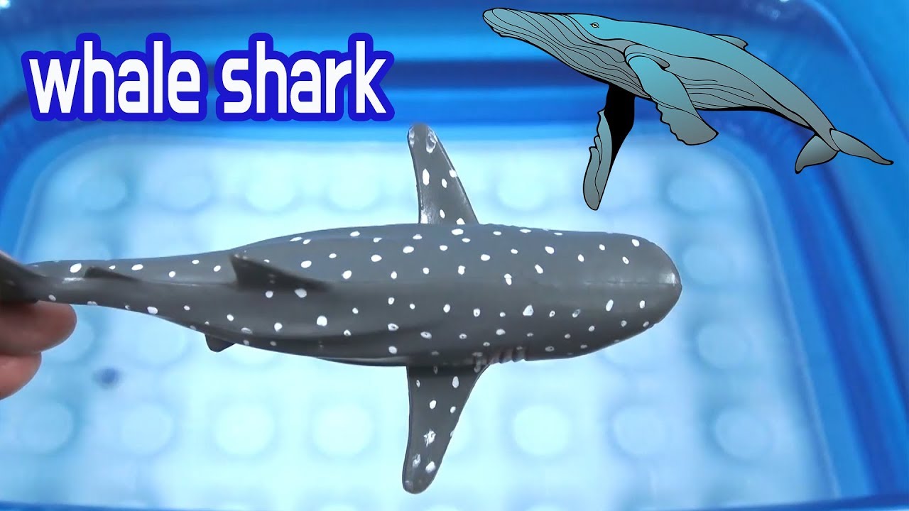 Learn english and korean with many kinds of sharks and whales 다양한 종류의 상어와 고래들의 이름을 배워보는 토이 키즈 영어