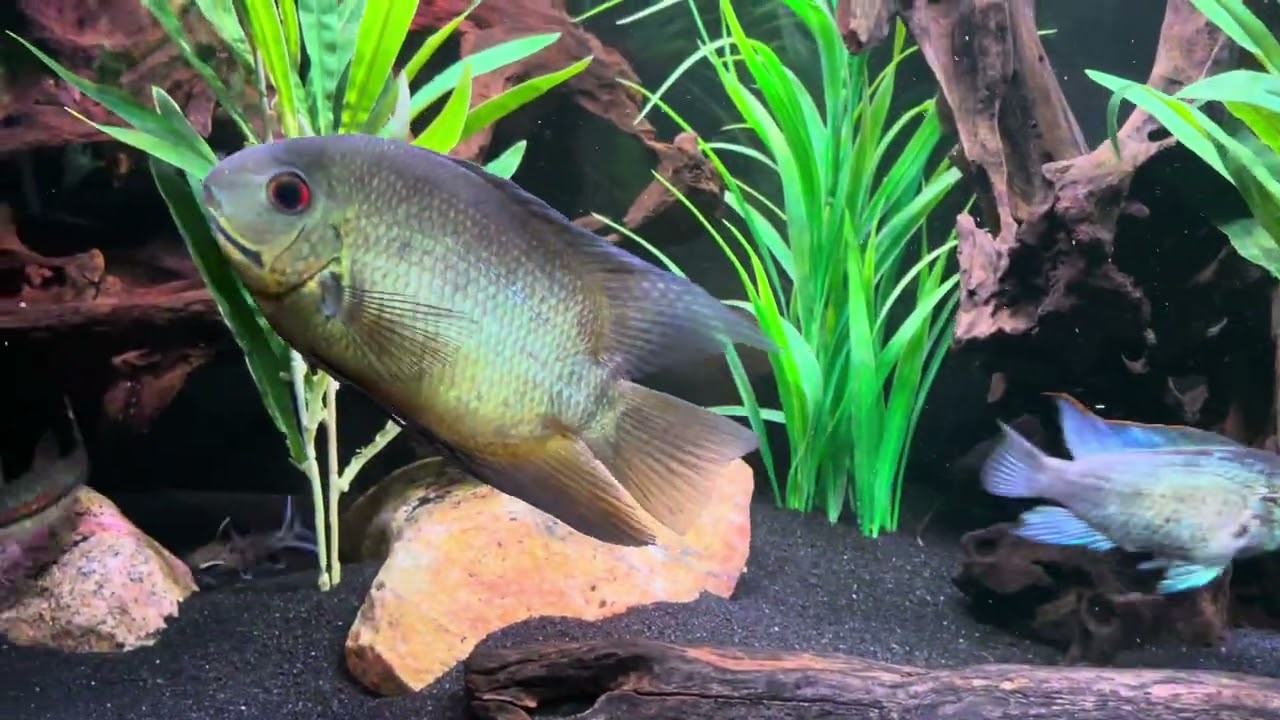 Fish room tour. Cichlids, catfish and loaches oh my!