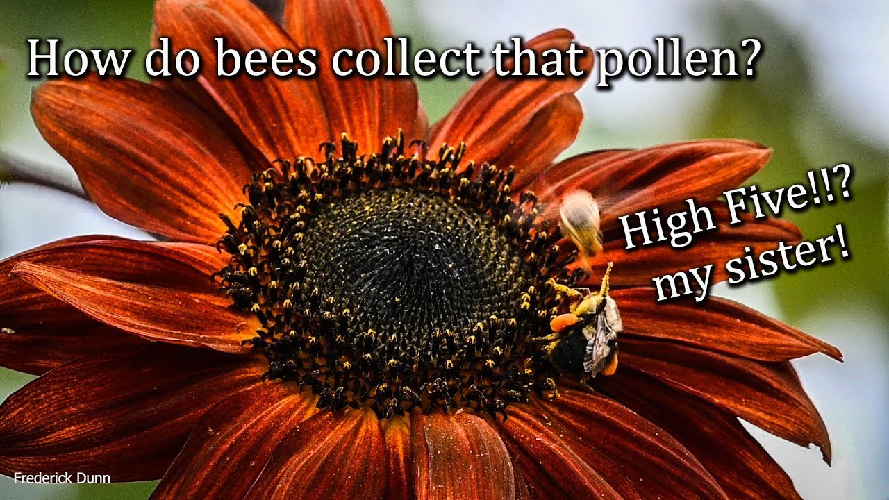 How do honey bees collect pollen and Sunflower Pollen Medicinal Effects Nosema ceranae