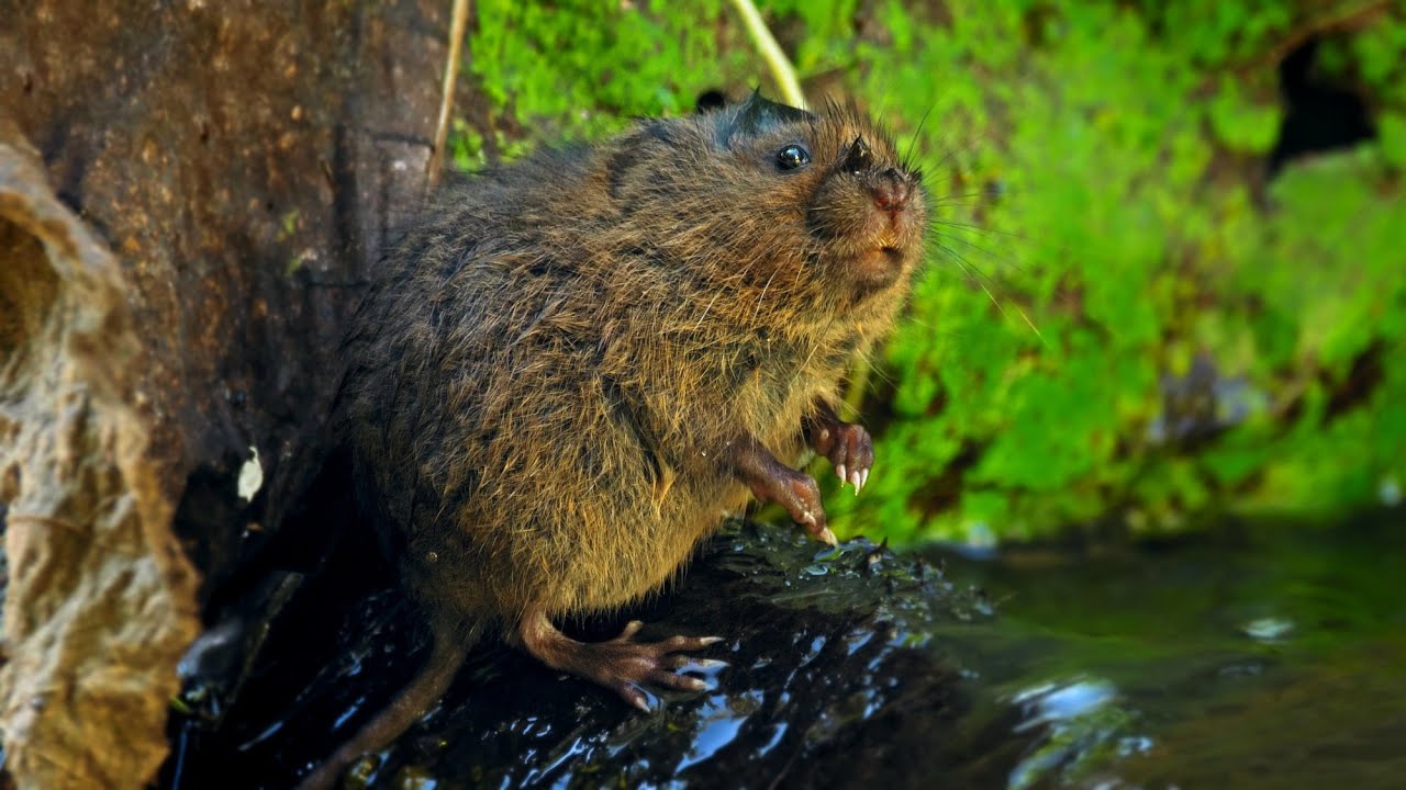 European animals &ndash; Northern water vole (Arvicola amphibius)
