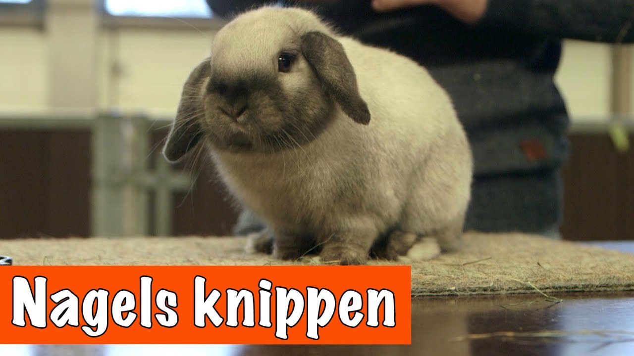 HOW TO: nagels van je konijn knippen! | DierenpraatTV