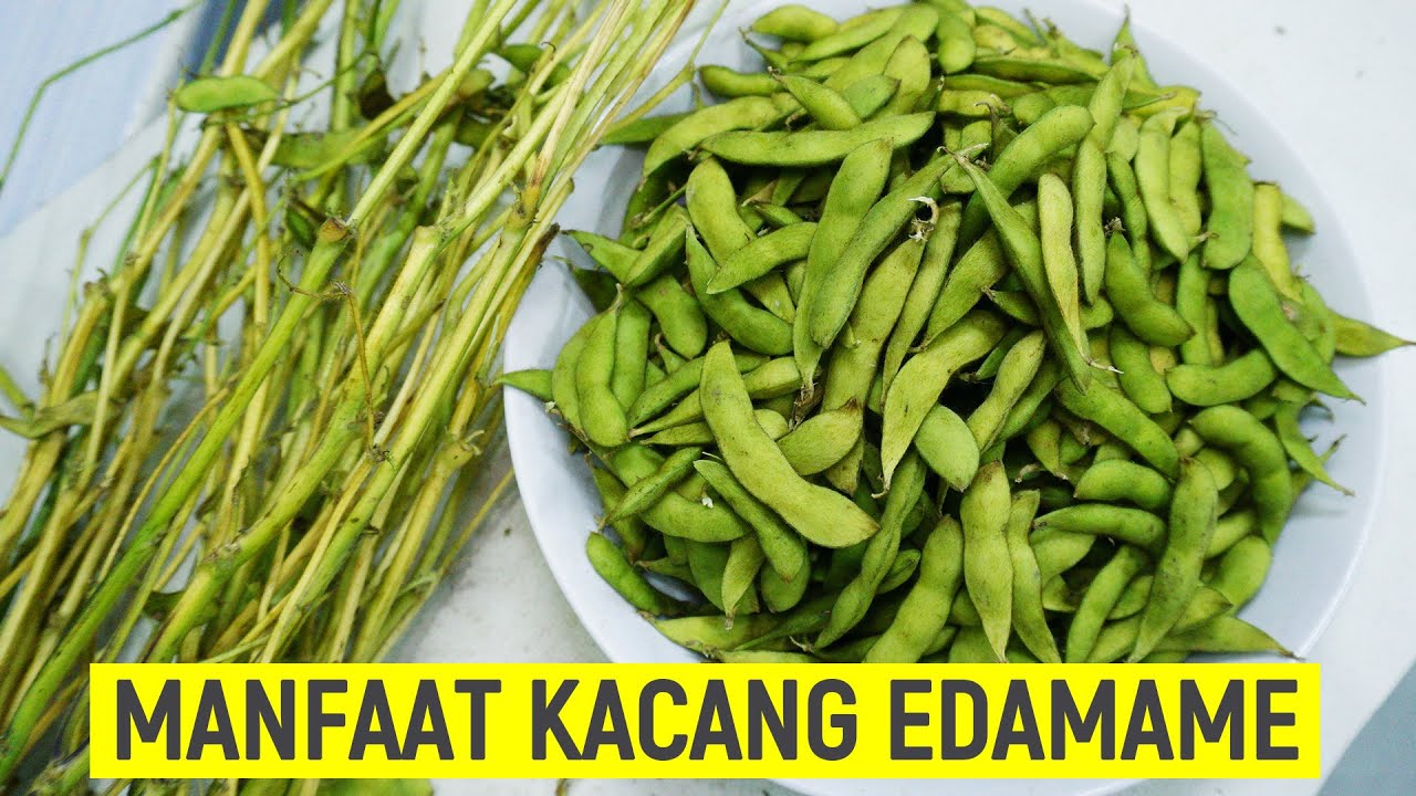 12 MANFAAT KACANG EDAMAME UNTUK KESEHATAN
