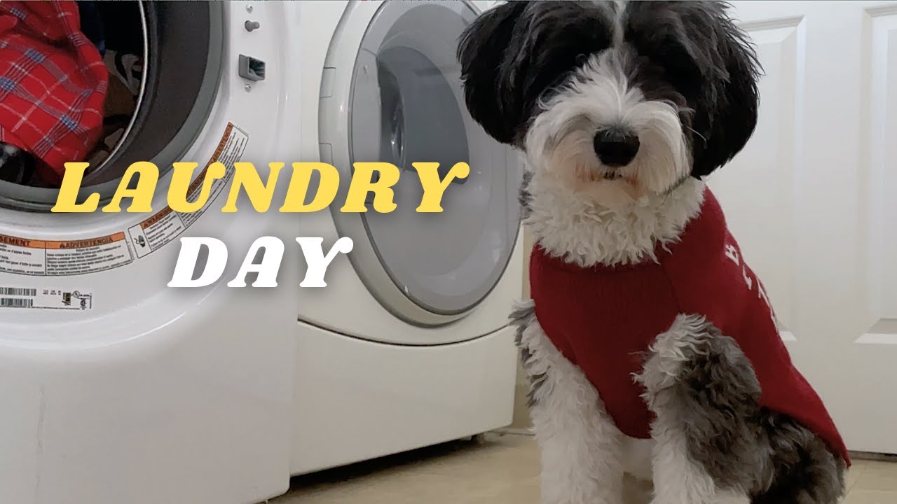 Dog Getting His Own Laundry Done