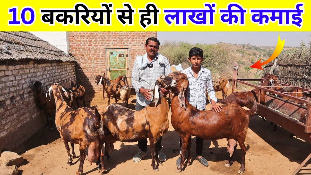 ऐसी 10 बकरियों से ही लाखों की कमाई - PROFITABLE  SIROHI GOAT FARMING IN RAJASTHAN @Harish Yadav