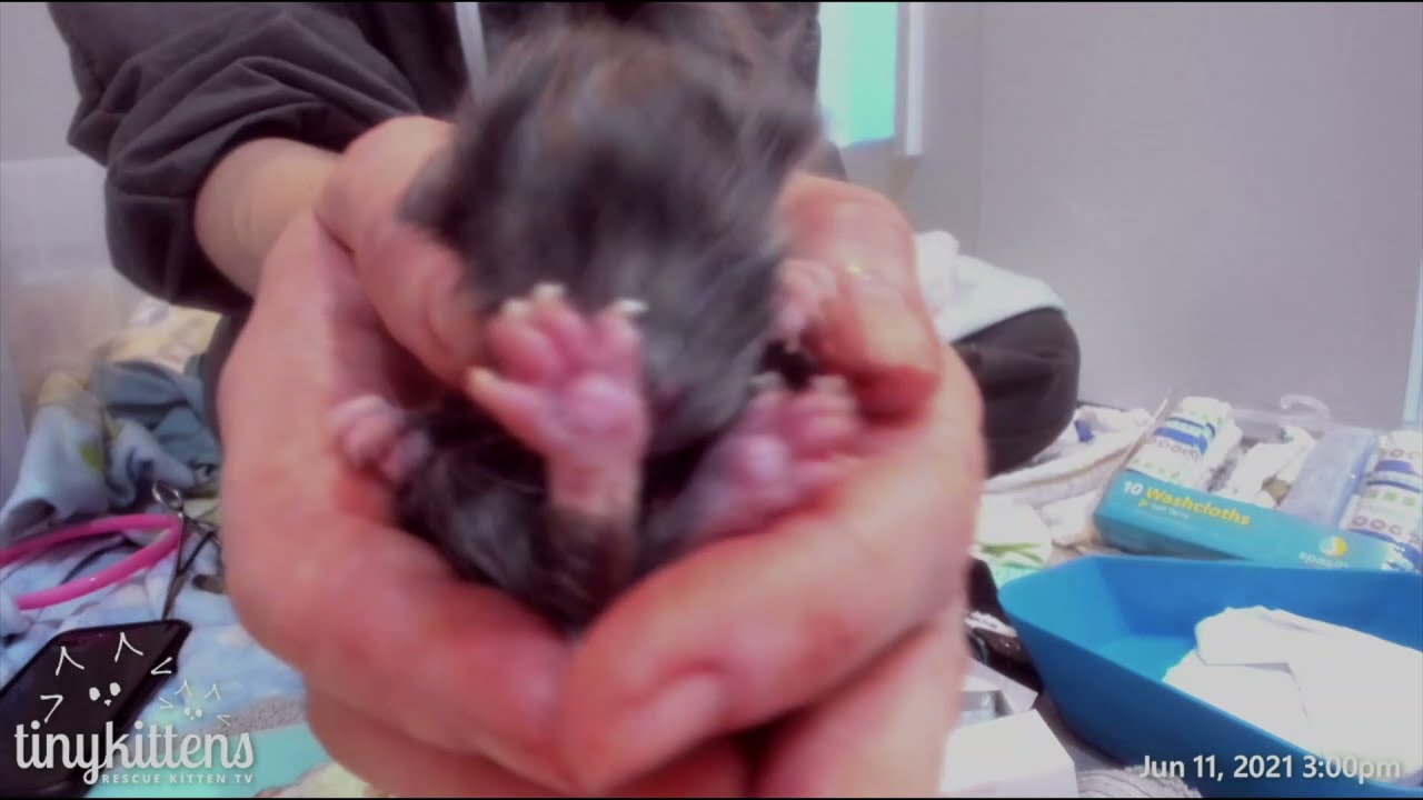 Pomelo's incredible rescue story is absolutely everything. 💕