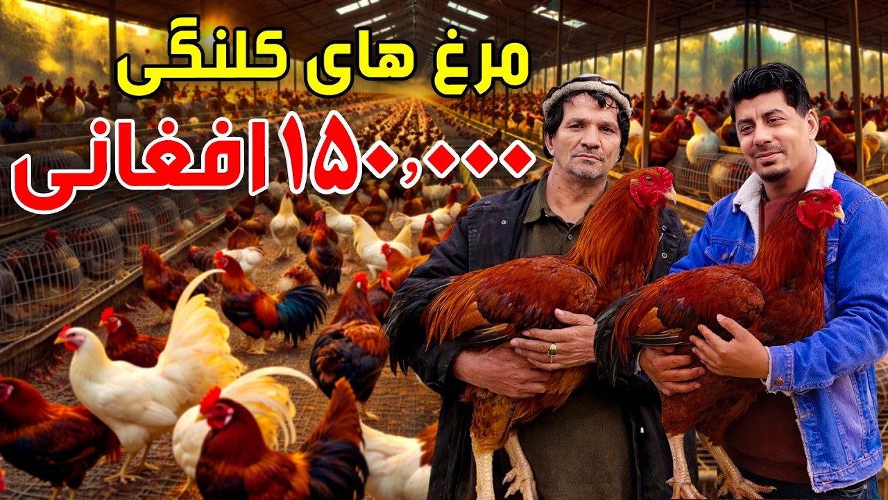 Sozha: Game fowls at AFN 150,000