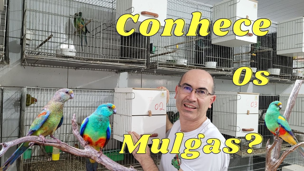 Os Mulgas estão chegando aos Criadouros!!!
