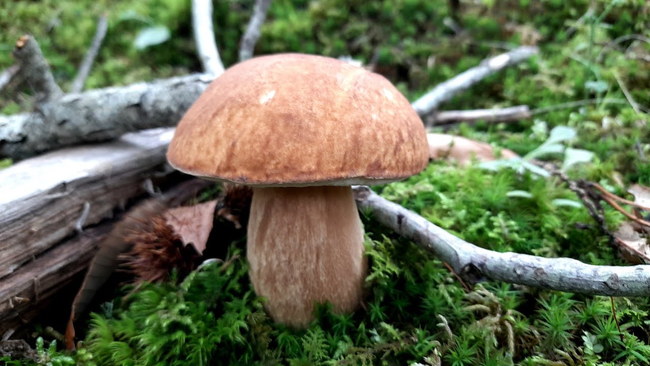 Nel bosco a caccia di PORCINI