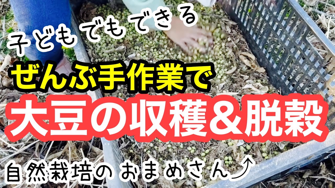 【大豆の収穫作業】ダイズの話から手作業での収穫脱穀方法についてちょこさんと解説#自給農 #家庭菜園 #自然栽培 #ダイズ栽培　#無農薬 #無施肥 