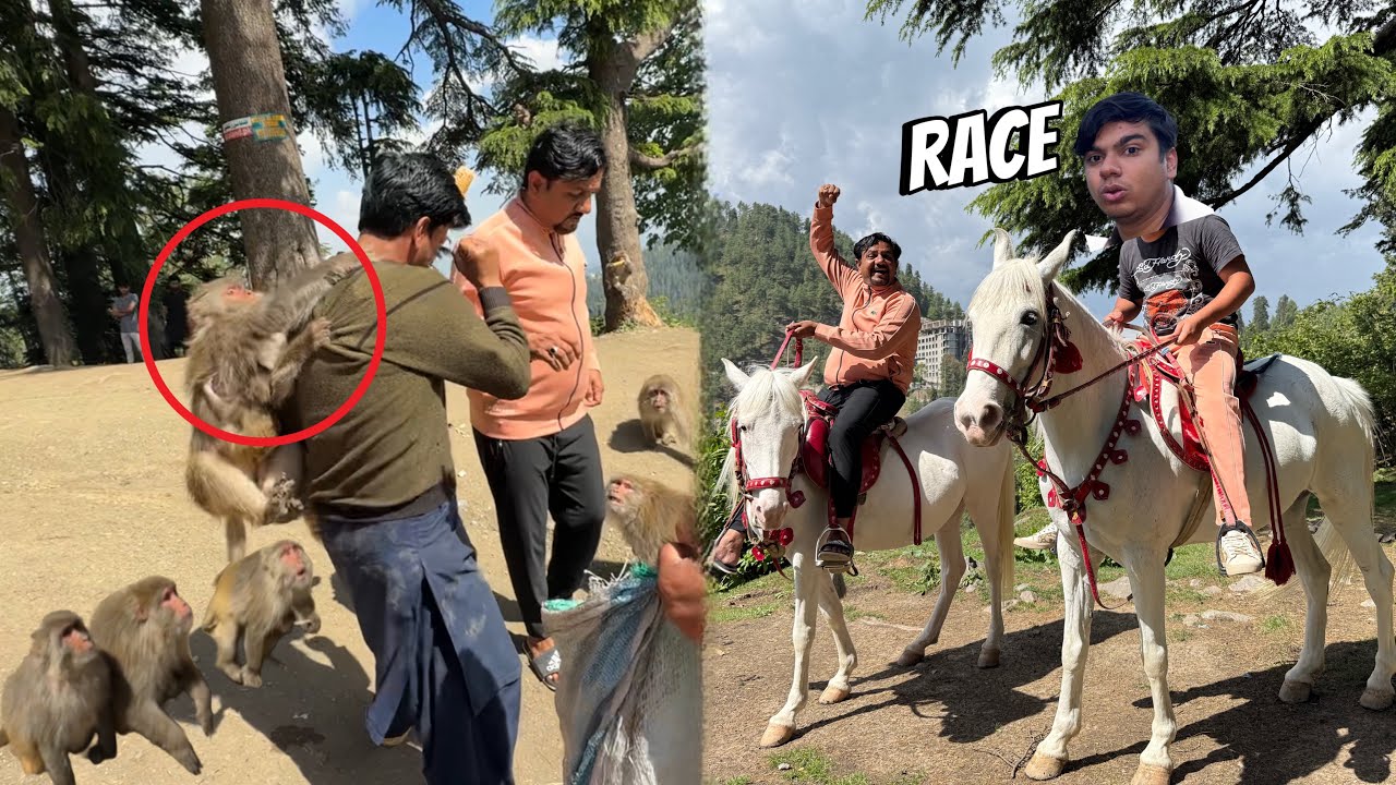 Mamu or Waleed Ki Horse Race Lag Gai 😱 Monkey Ny Attack Kr Dea 😡