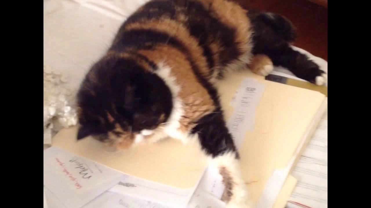 Pudge (Doesn't) Help with Taxes