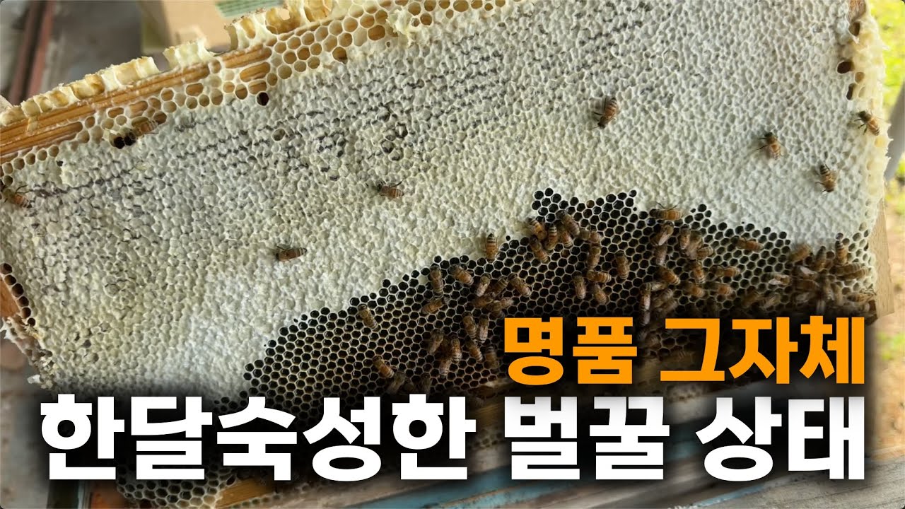 한달동안 벌집에 숙성한 꿀 상태🍯 꿀벌들의 날갯짓으로만 수분을 날린 생꿀 Raw honey