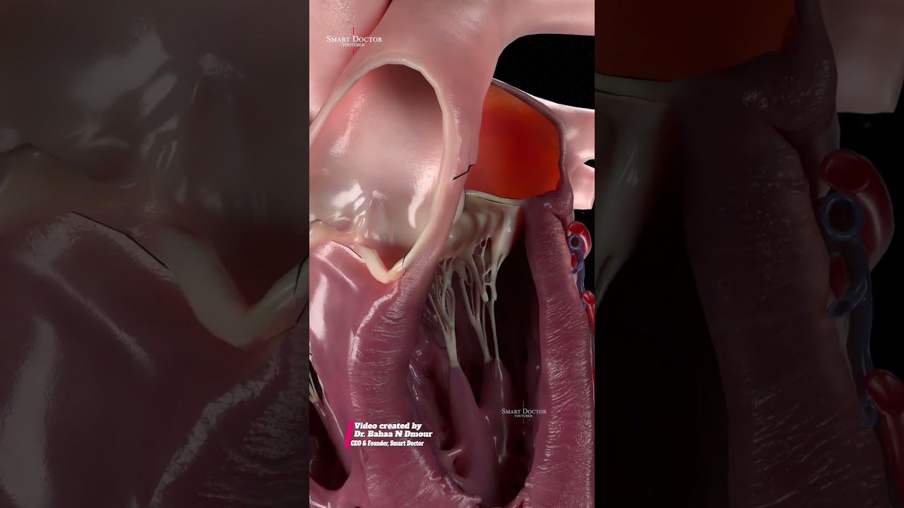 Heart Valves Up Close | A Real-Time Inner View 💓