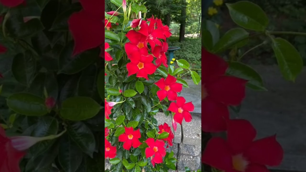 Как вырастить дипладемию! Идеальное растение для вашего сада! #растения #цветы #садовыерастения
