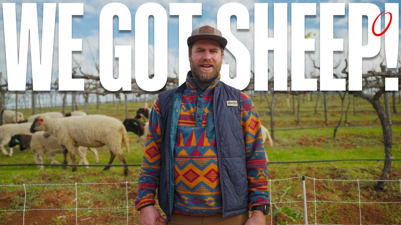 We Got Sheep For Our Vineyard! (And Hired a Guard Dog)