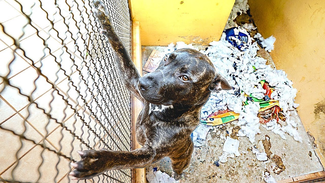 MEU CACHORRO DESTRUIU A CASINHA DELE !