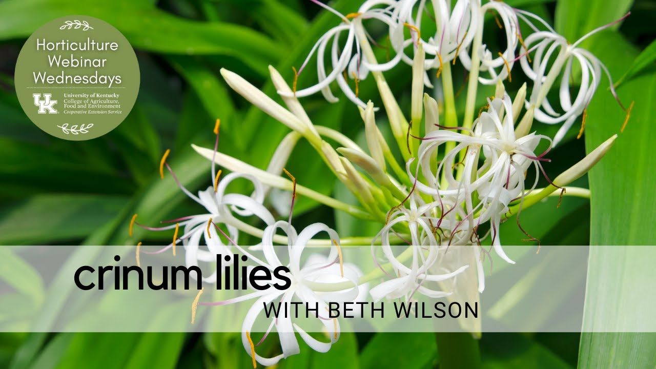 Crinum Lilies