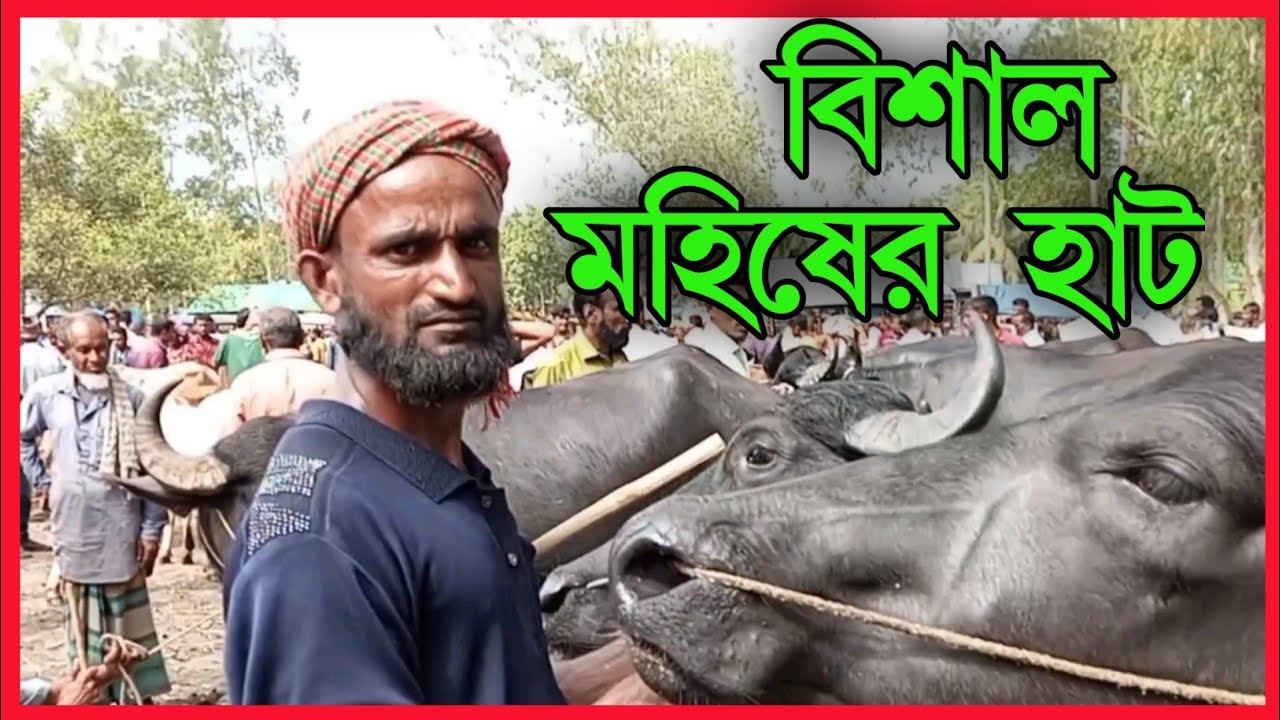 বিশাল মহিষের হাট।। আমি আবারো চলে আসলাম সেই বিখ্যাত মহিষের হাটে।। মহিষের দাম জানুন।।@বড়বাড়ি_গরুর_হাটে
