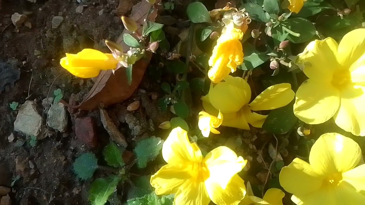 @# new vlog # aaj  gyi me gaw#😊