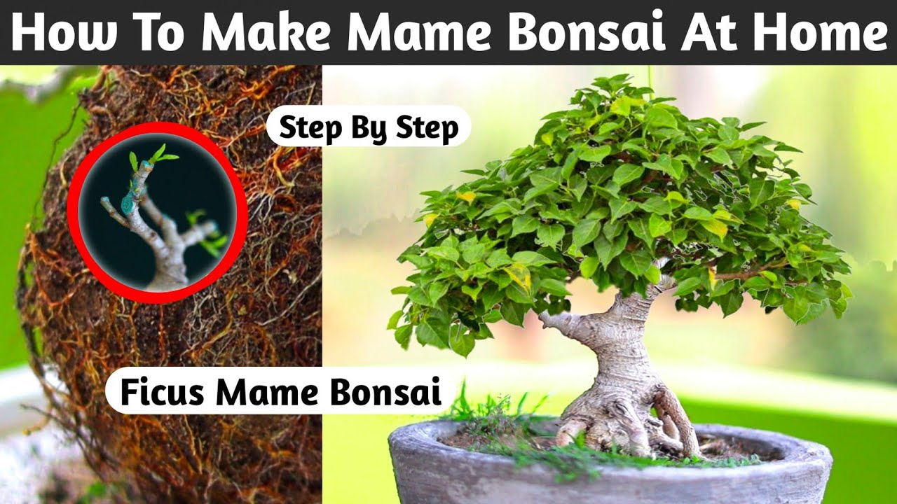 Mame Bonsai Making At Home