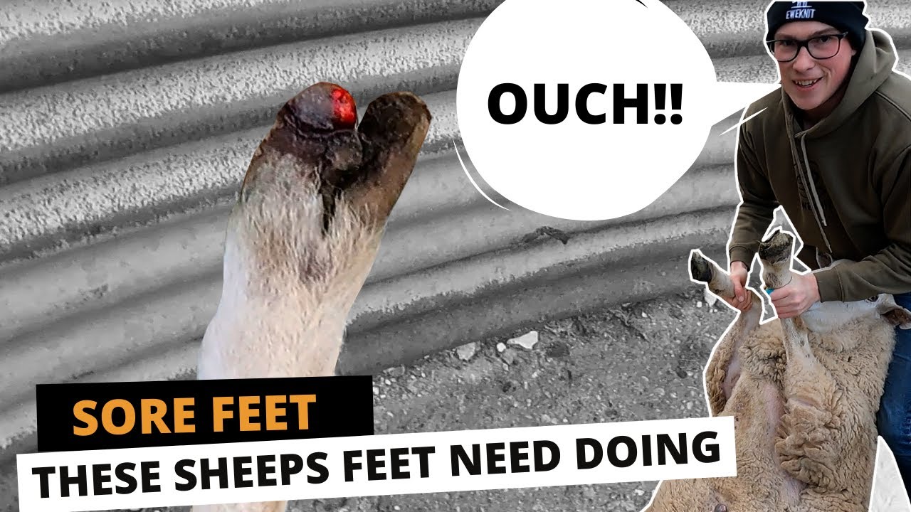 SORE FEET | THESE SHEEP'S FEET NEED DOING