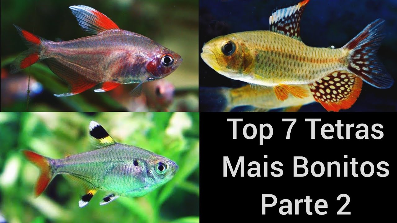 Top 7 Tetras Mais Bonitos Parte 2  ( Inscreva-se em Nosso Canal )