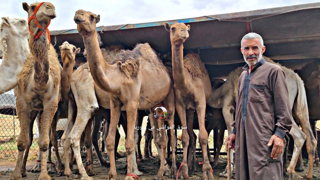 أضاحي إبل بقر عجول أوزان نصف طن إلى 700 كيلو || مزرعة العم أبو مصطفى إسماعيل زهرة