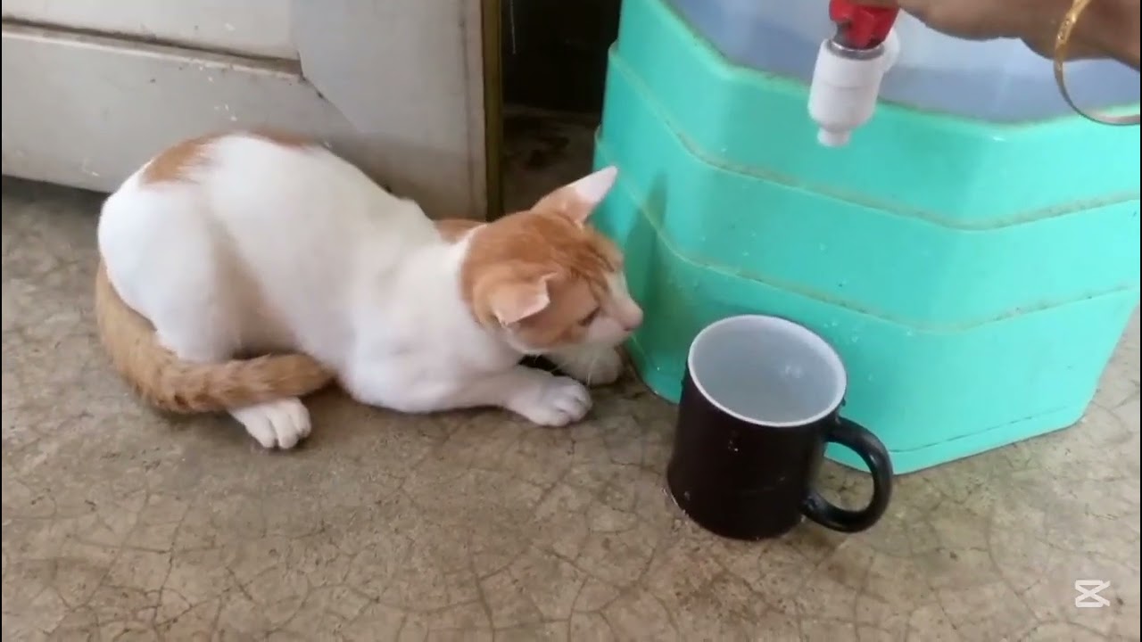 Funniest Videos 2026 cat lover funny cat videos cat shorts  