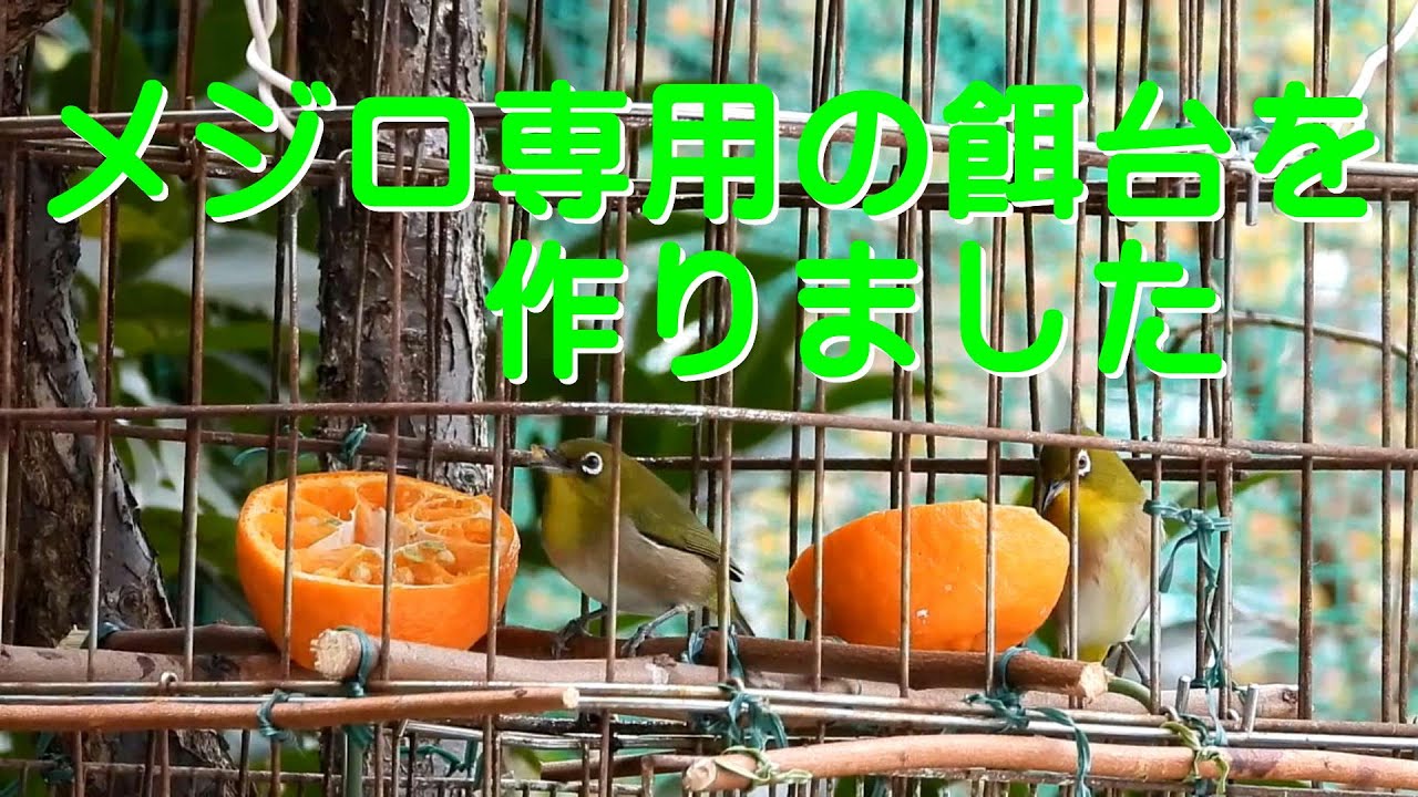 メジロ専用の餌台を作りました