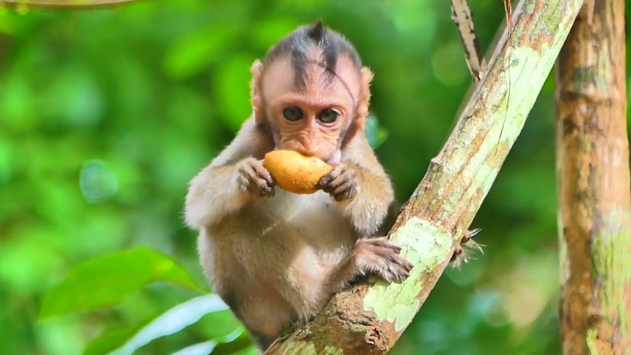 Baby Monkey Moby