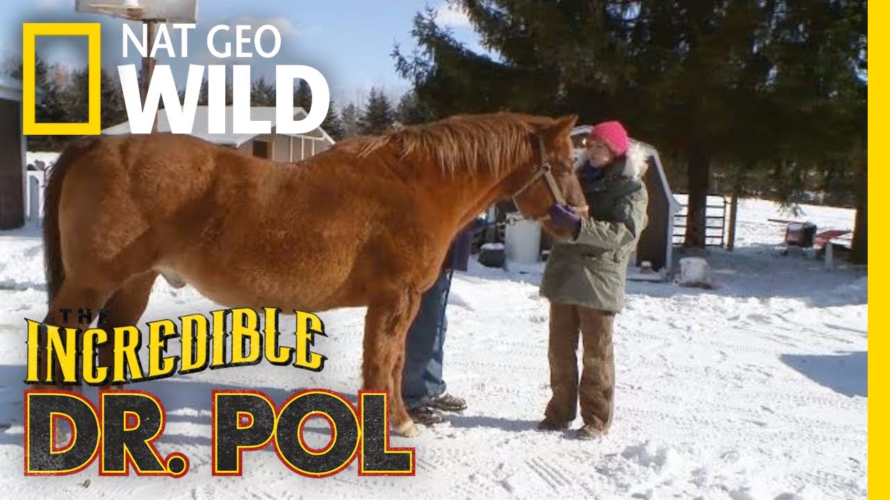Straight From the Horse's Mouth | The Incredible Dr. Pol