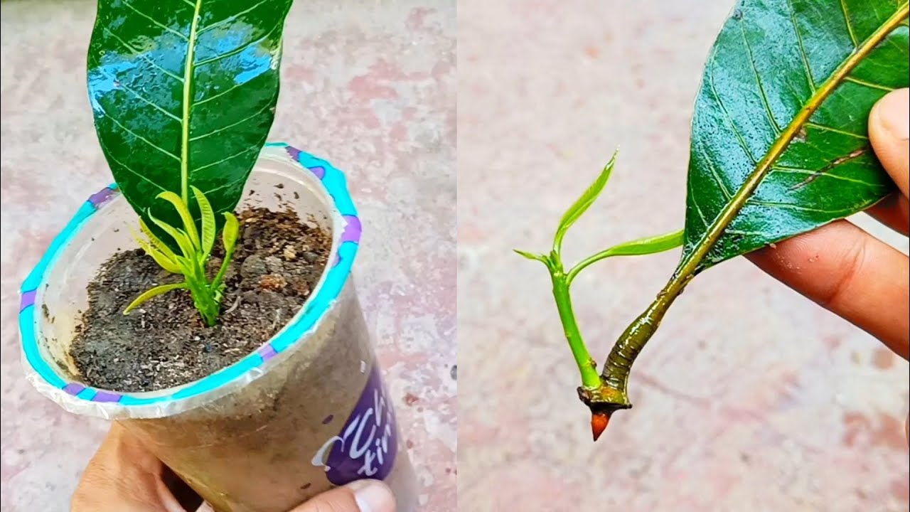 Knowing This Secret, Mango Leaves Can Be Breed Easily | Growing Mango From Leaves