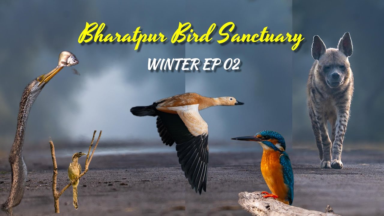 BHARATPUR BIRD SANCTUARY in WINTER (EP 02) |(Keoladeo National Park) - 4K Video Hindi | हिन्दी